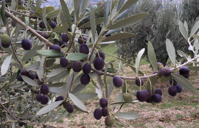 An olive grove near Assisi